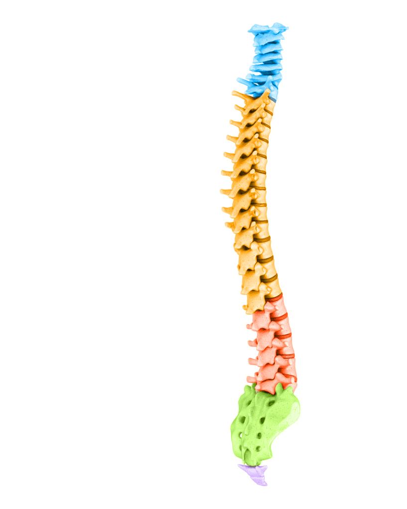 Full spine model