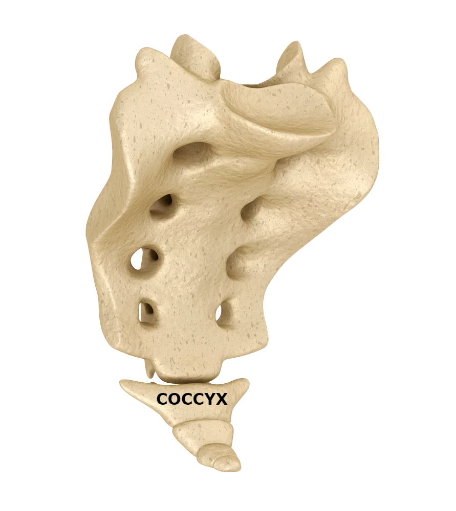 coccyx labeled