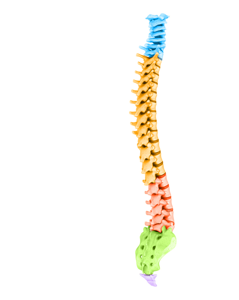 full spine model